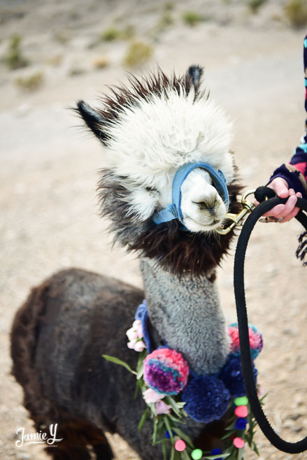 vegas-senior-photography-53